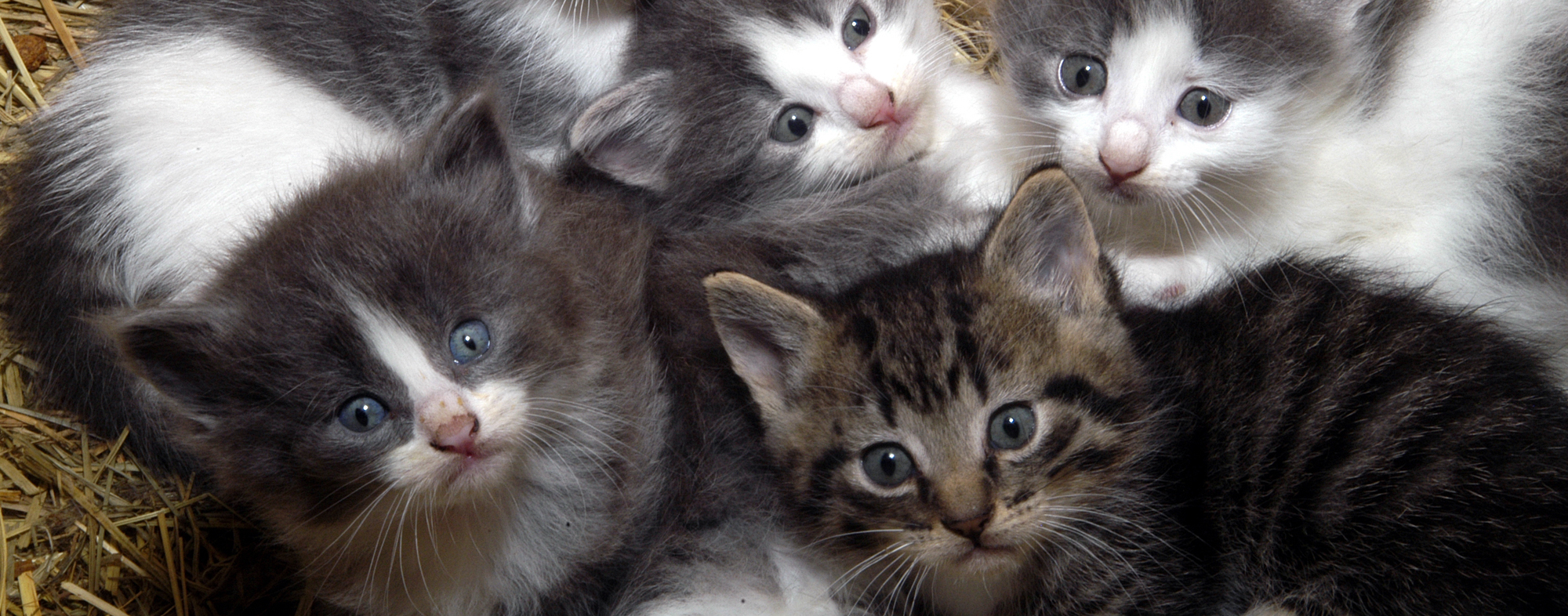 Litter Box Training Hartz