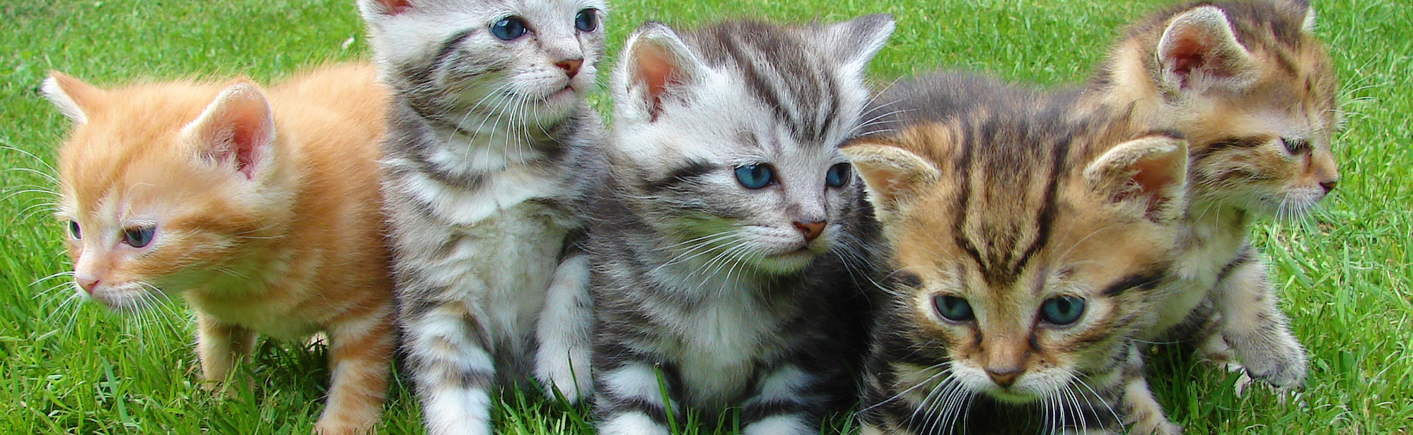 Determining the Age of Your Orphan Kitten Hartz