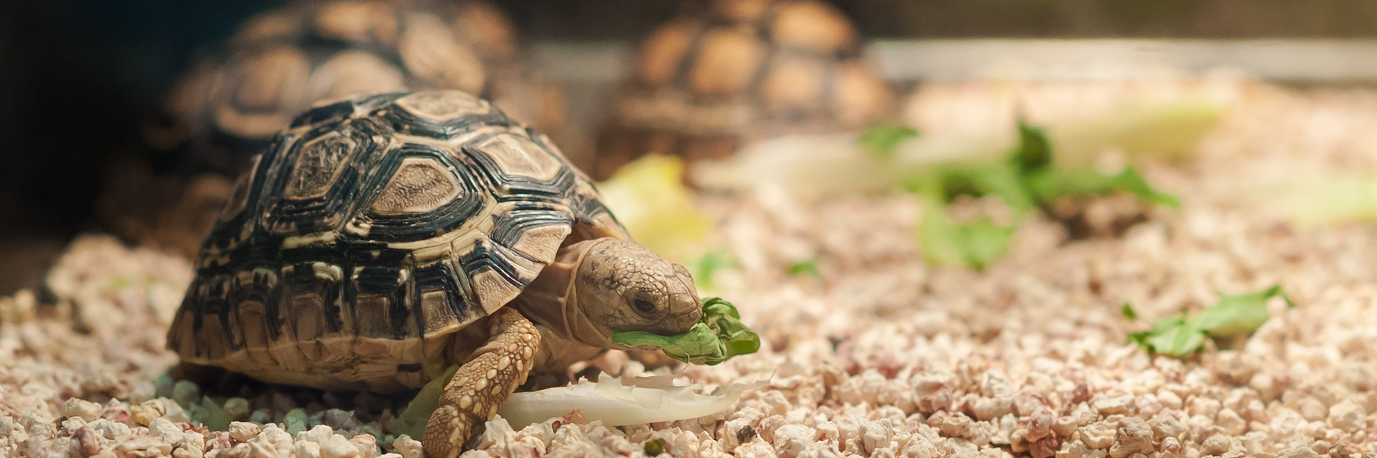Foods Reptiles Should Avoid Hartz
