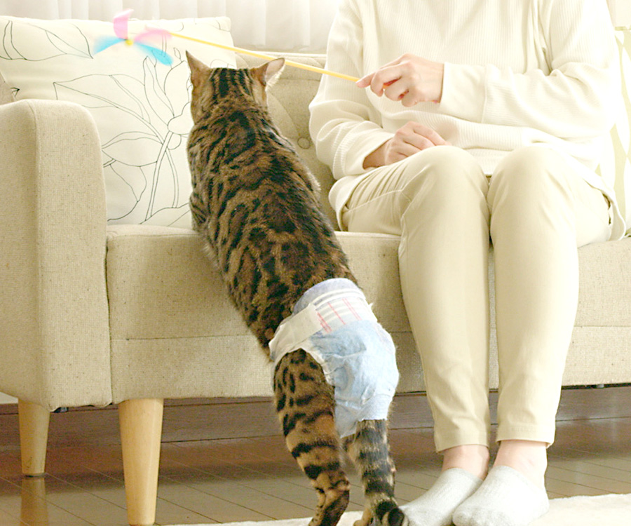 The Usage and Benefits of Cat Diapers Hartz