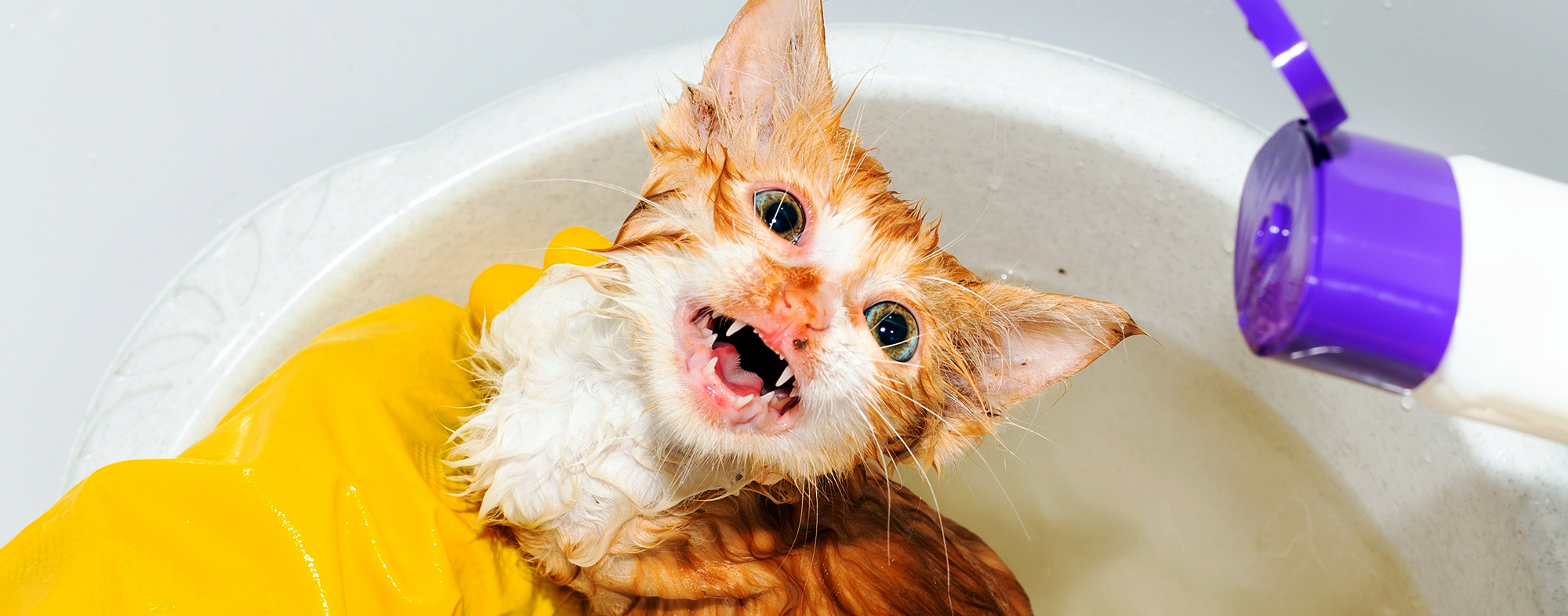 How to Give Your Cat a Flea Bath Hartz