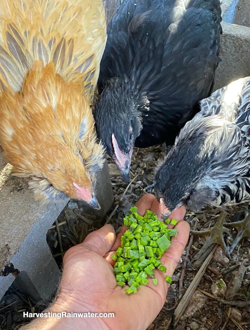 Plants for chickens in the Sonoran Desert Rainwater Harvesting for
