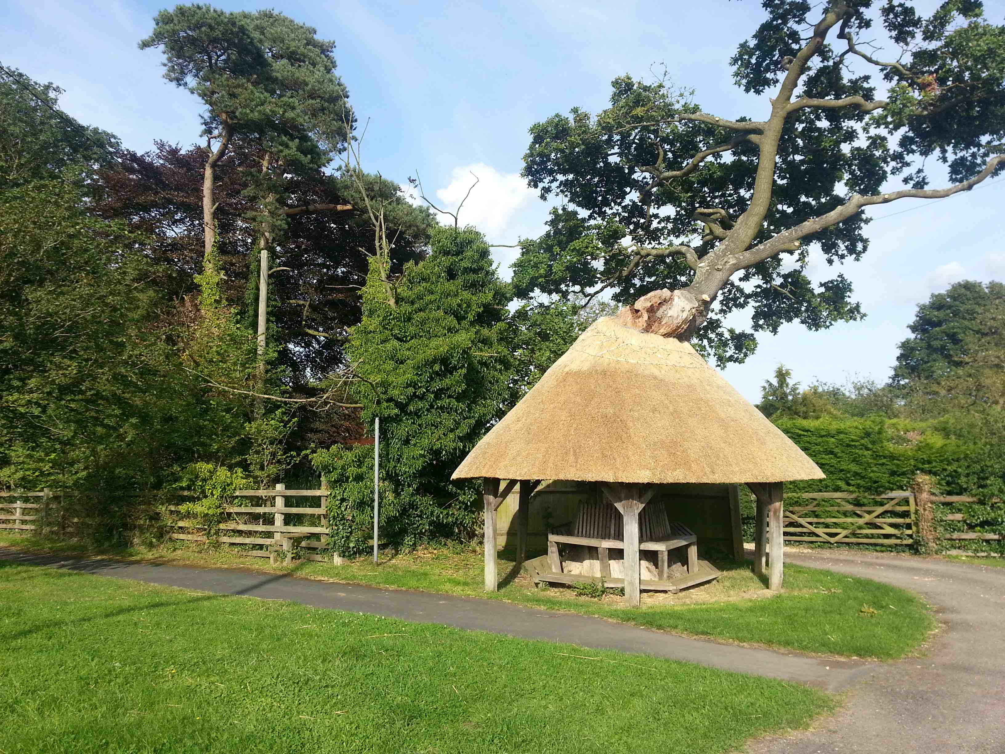 Claydon Christmas Tree Farm 2023 The Mushroom Tree Botolph Claydon Harvest Moon Barn