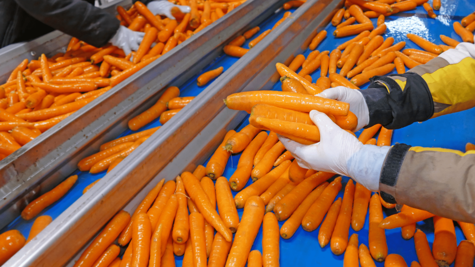 Tips to Boost Productivity of Food Production in Singapore