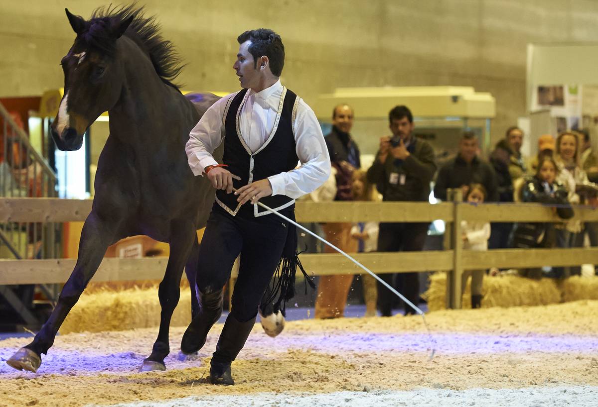 Madrid Horse Week, The Greatest Equestrian Show Of The Year In Spain
