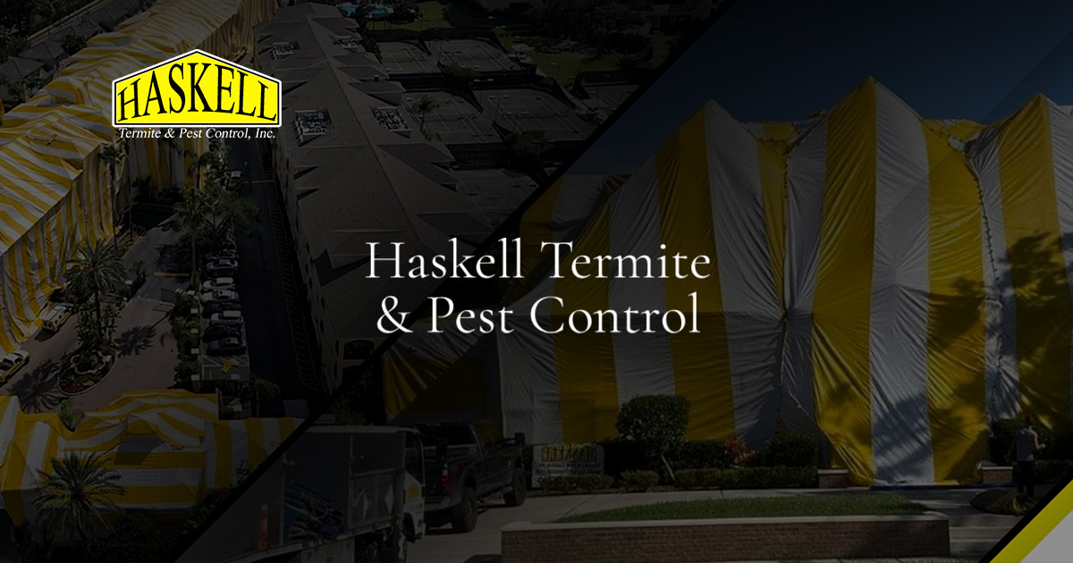Pest Control Solutions in Tampa, FL Haskell Termite & Pest Control