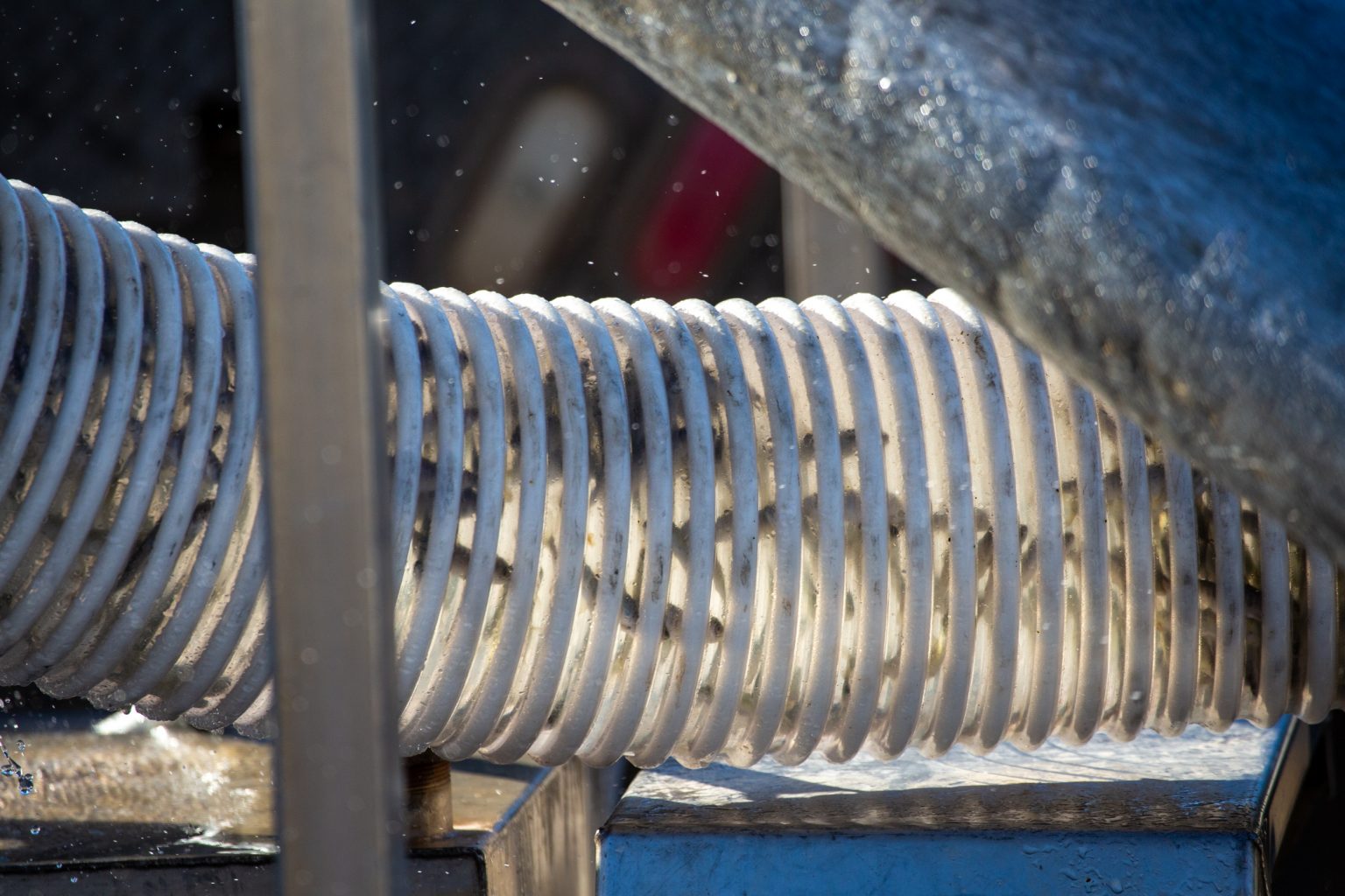 California's Iron Gate Fish Hatchery relocates 1.1 million juvenile