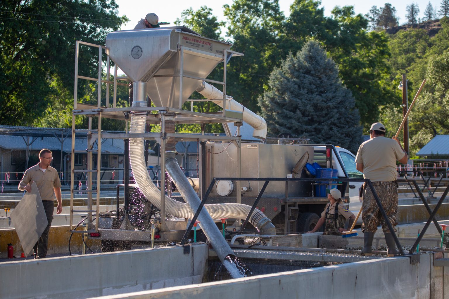 California's Iron Gate Fish Hatchery relocates 1.1 million juvenile