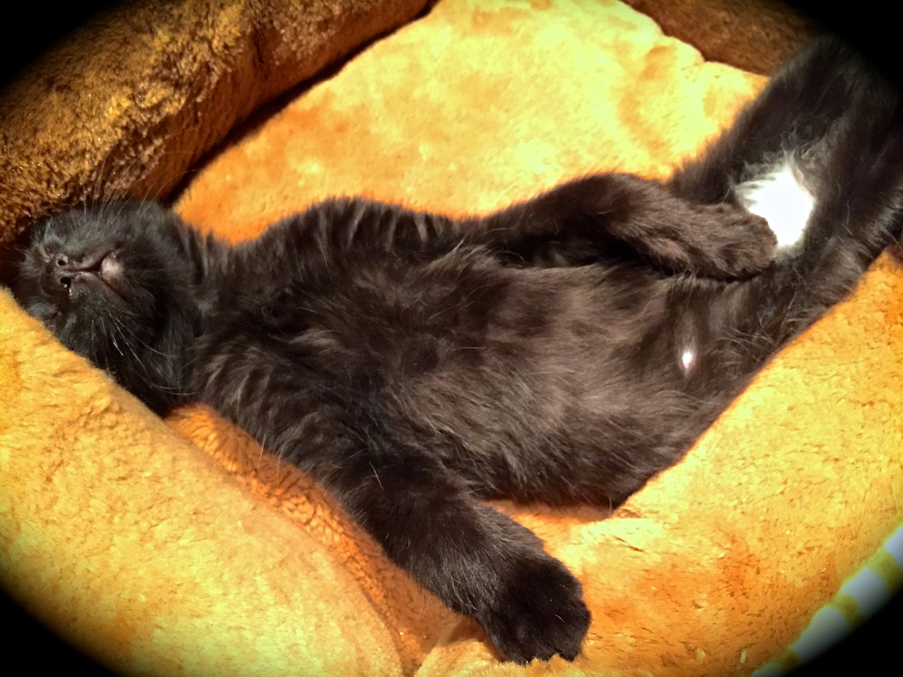 Hatch Pet Wall of Fame