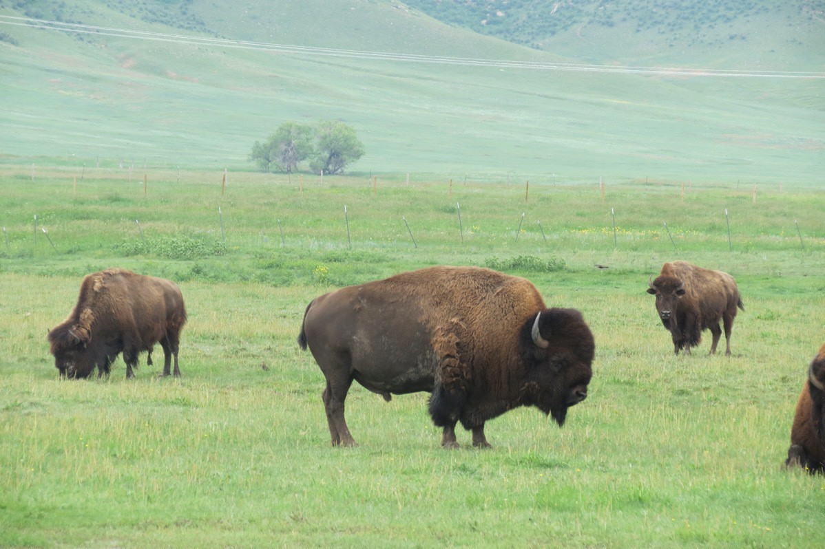 Hatfield Fun Terry Bison Ranch, Cheyenne, WY