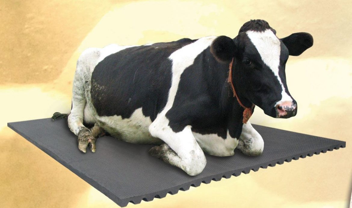What are the Common Dairy Cattle Diseases and Their Treatments?
