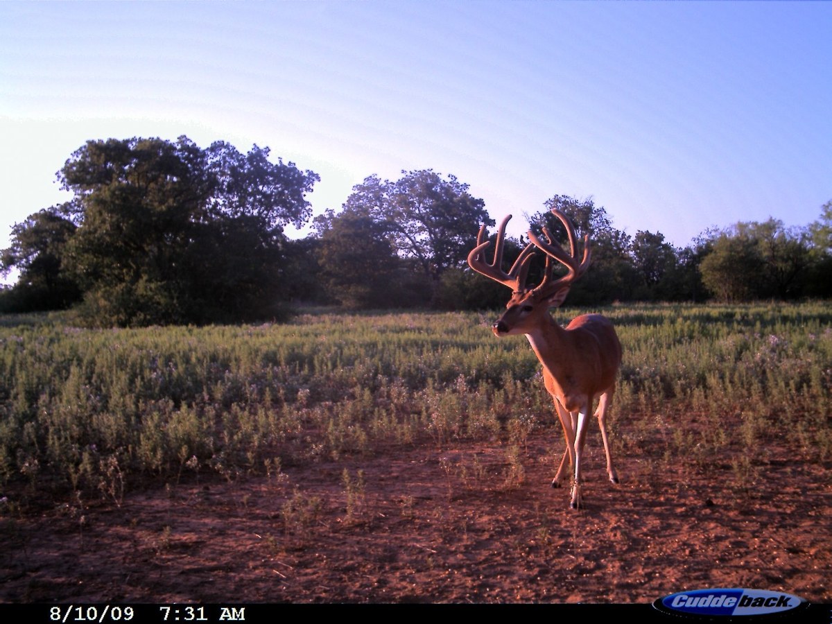 Texas Hunting Photos