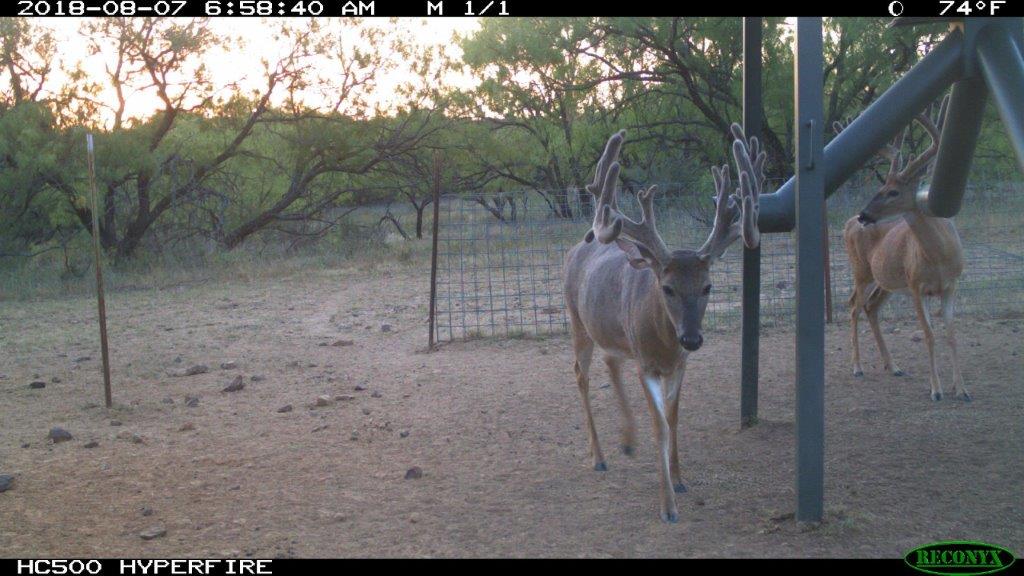 2018 Texas Trophy Buck Scouting