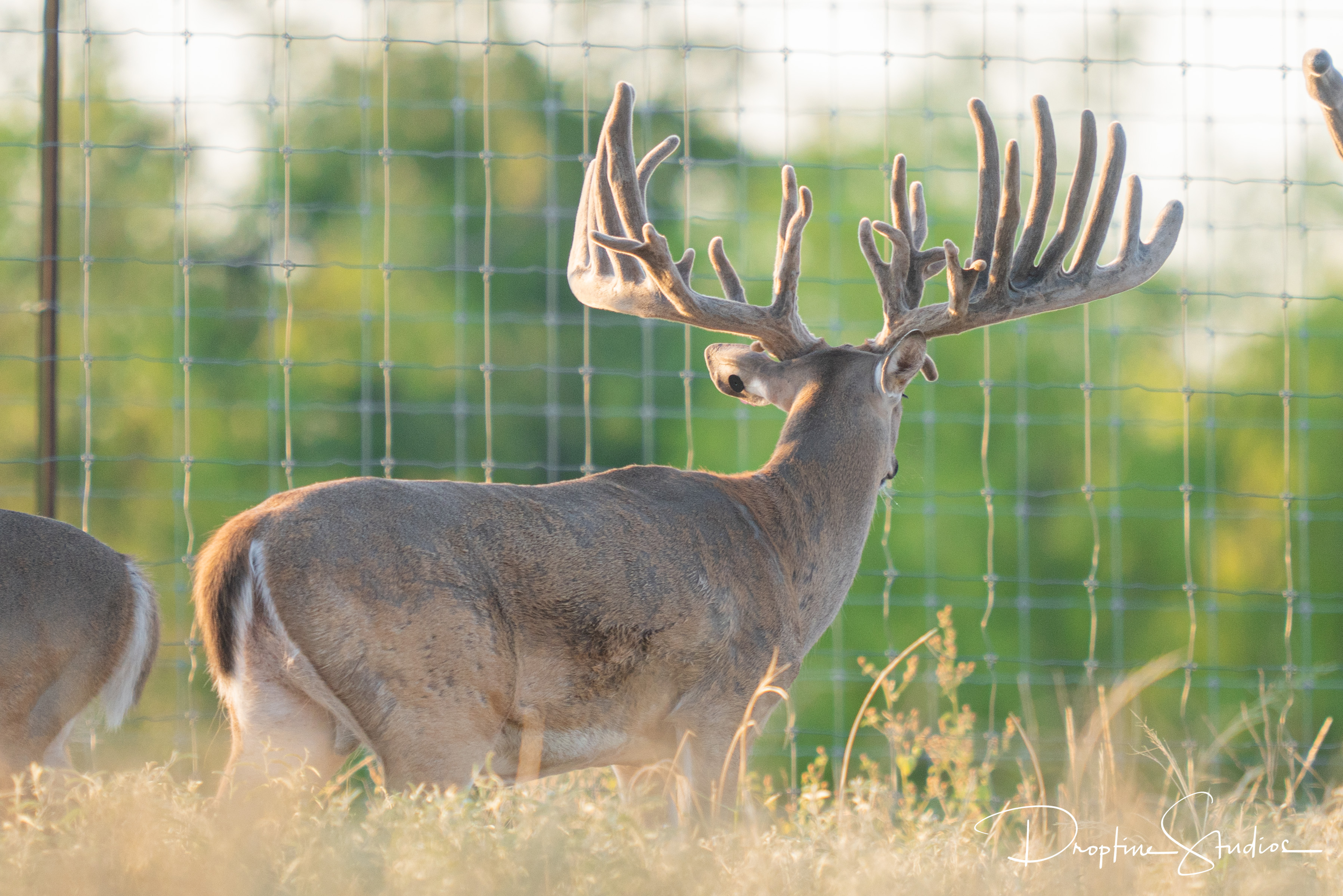 Deer Breeding Gallery