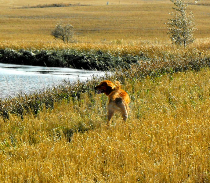 Haugen Ranch Kennel's Featured Trainers