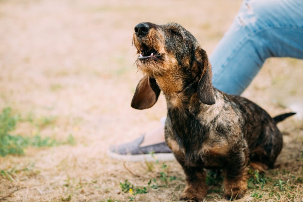 Dem Hund das Bellen abgewöhnen Tipps für typische Situationen