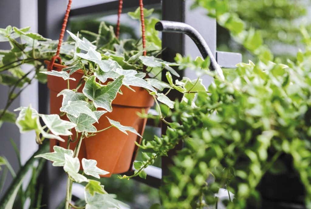 Balkonpflanzen für den Schatten Grüner Balkon trotz