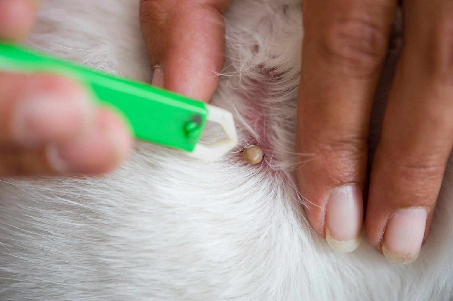 Zeckenhalsband Hunde Test » Die besten Modelle für 2021 im Vergleich