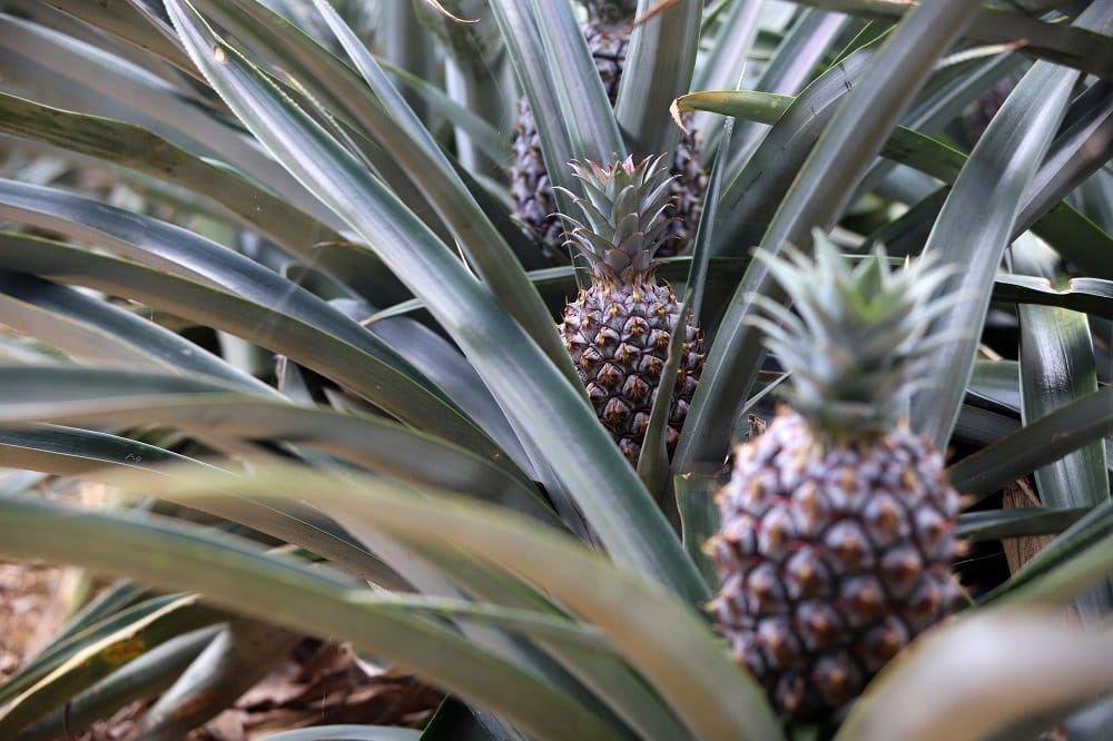 Ananas selber ziehen Tipps zum Einpflanzen und zur Pflege