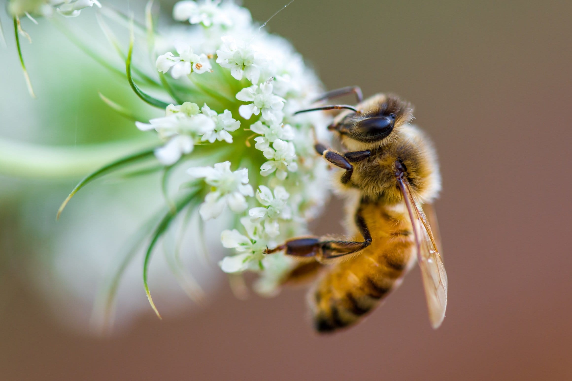 Pflanzen für Bienen Tipps für Garten und Balkon zum
