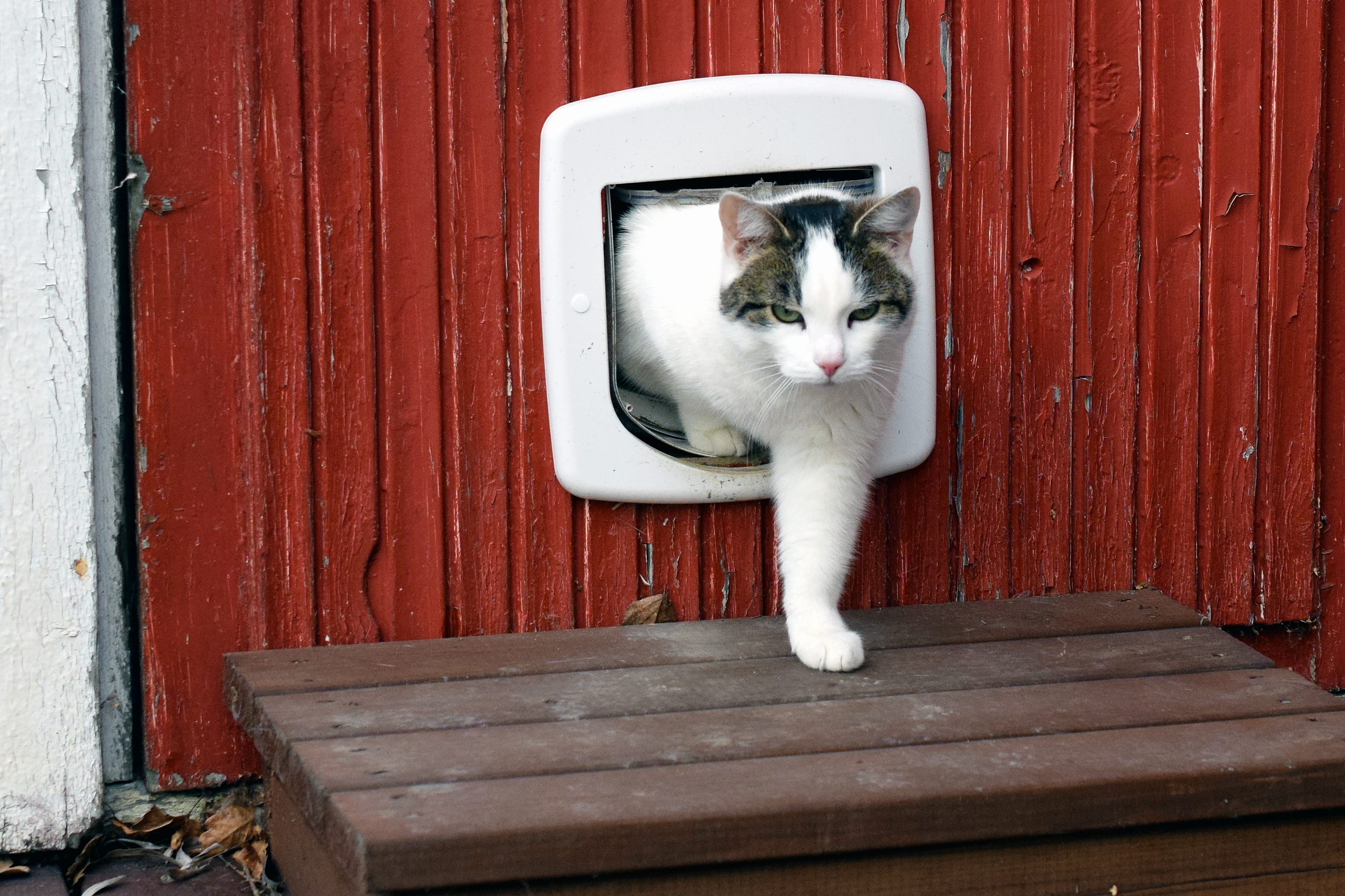 Futterautomat Katzen Test » Die besten Modelle für 2021 im Vergleich