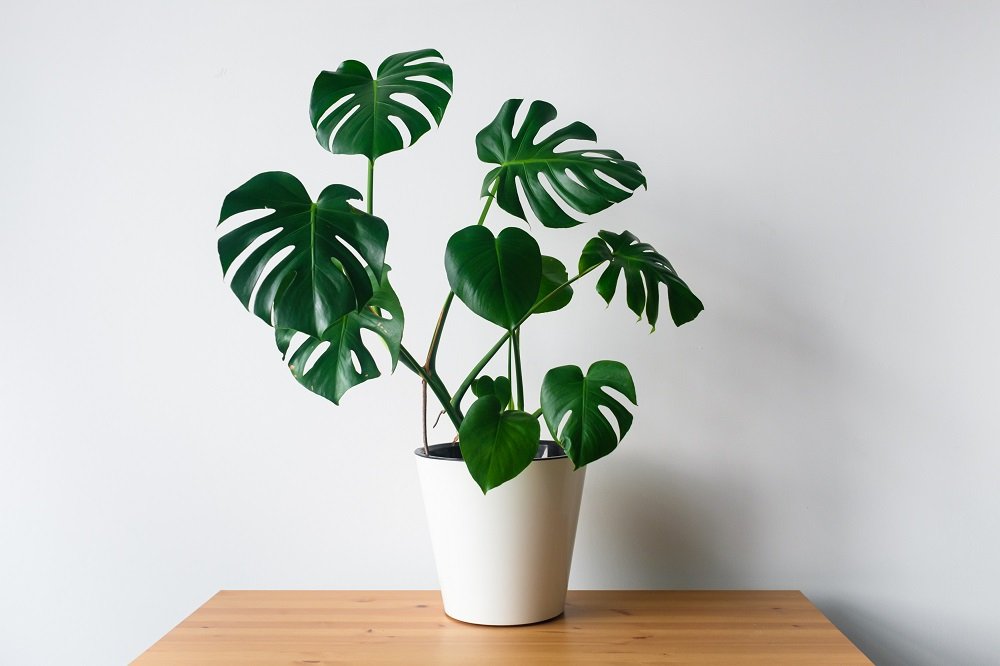 Monstera düngen Das ist zu beachten