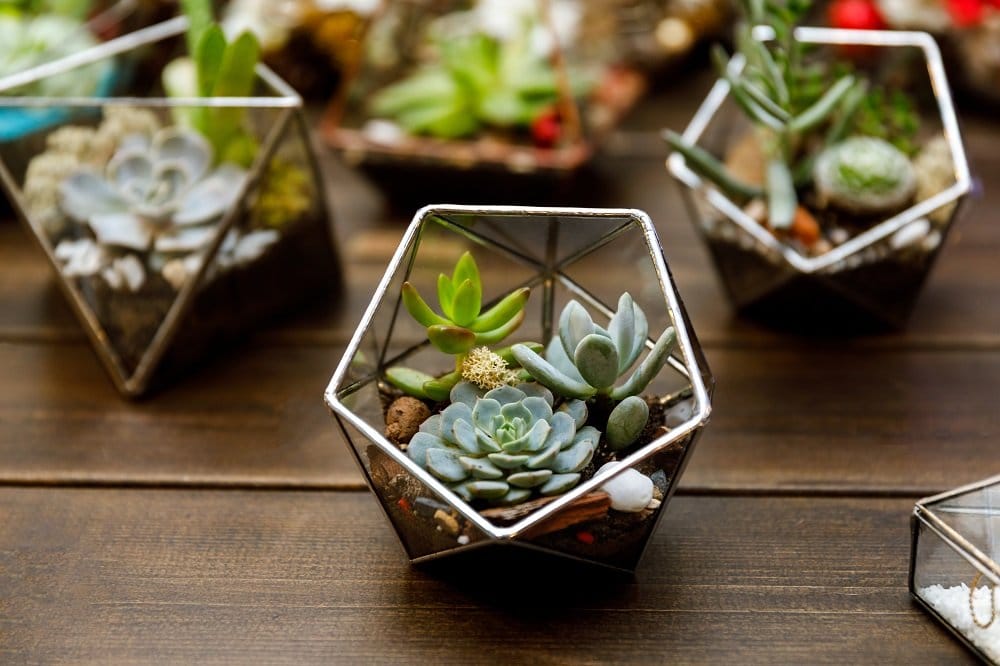 Pflanzen im Glas Anleitung für Ihr eigenes ewiges Terrarium