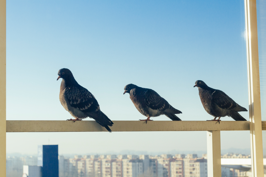 Tauben Auf Dem Balkon » So Vertreiben Sie Sie Dauerhaft
