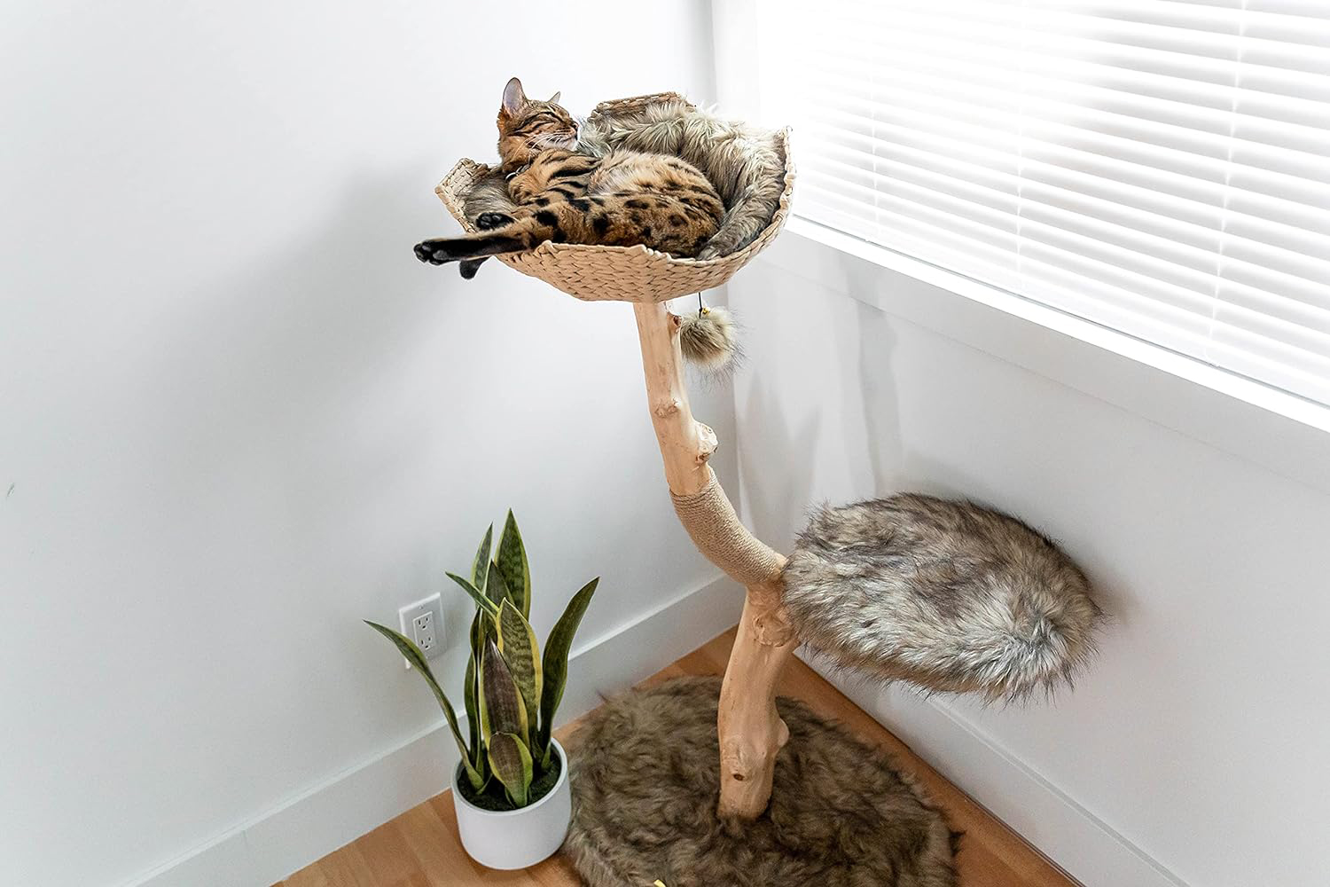 Modern Natural Wood Cat Trees from Mau Lifestyle • hauspanther