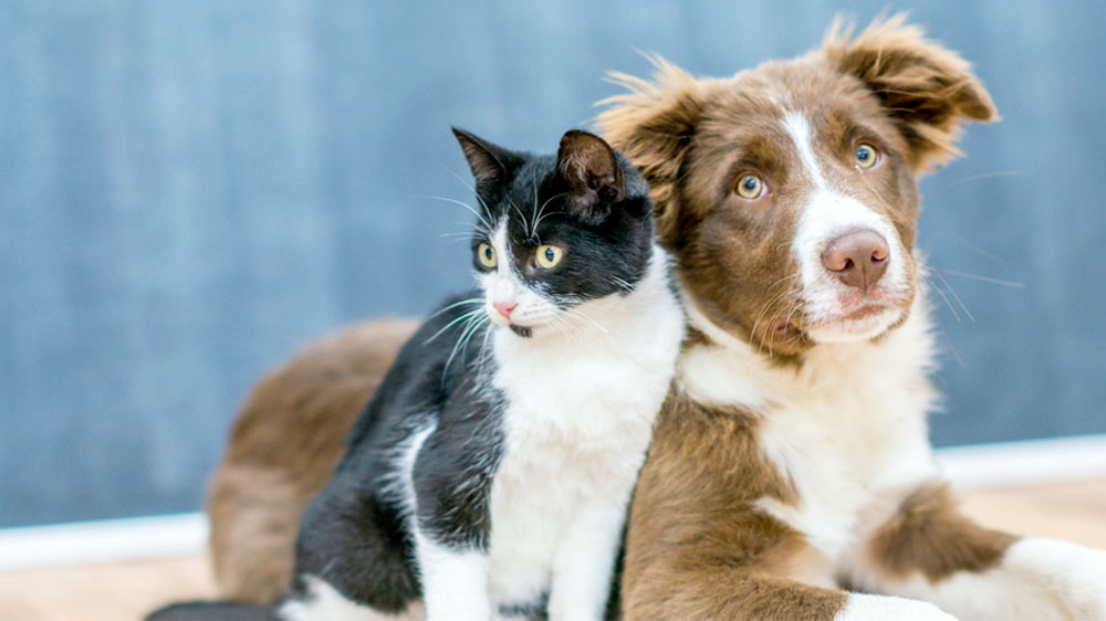 Queensland New Rental Laws Hauss Realty