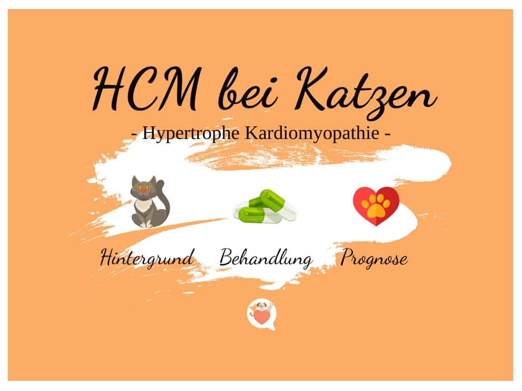 Hypertrophe Kardiomyopathie HCM bei Katzen Haustiermagazin