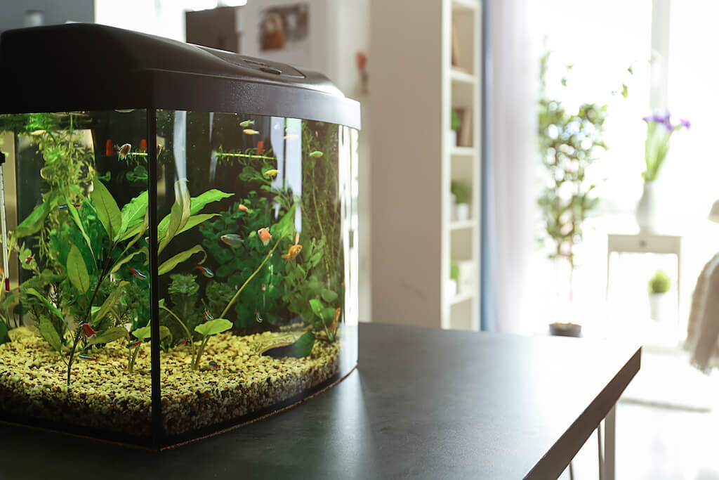 Aquarium kaufen alles was Sie vorher wissen sollten