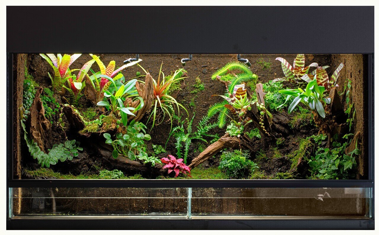 Terrarium kaufen vom Kauf bis zur Pflege alles was man