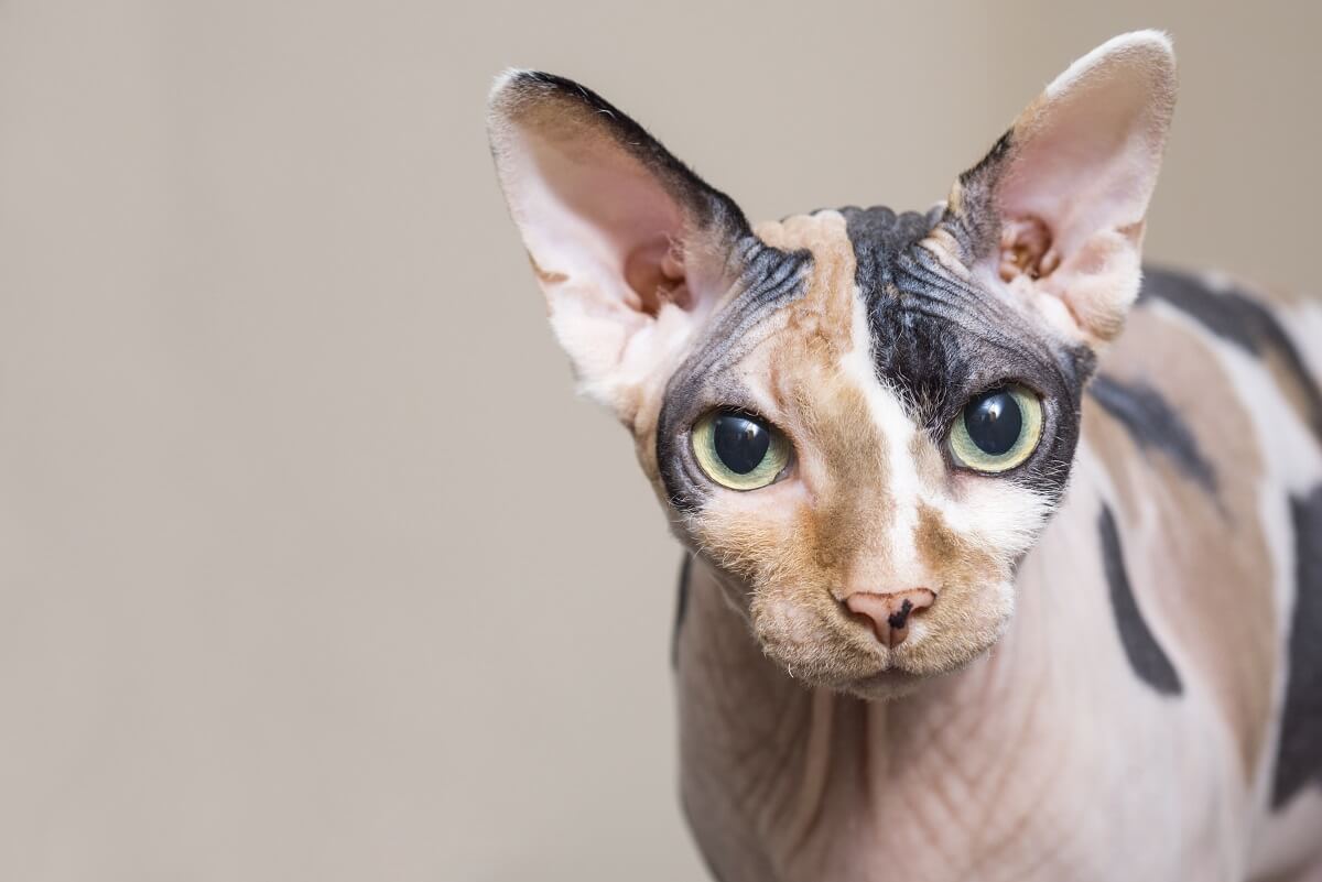 SphynxKatze (Nacktkatze) Haustierratgeber.de