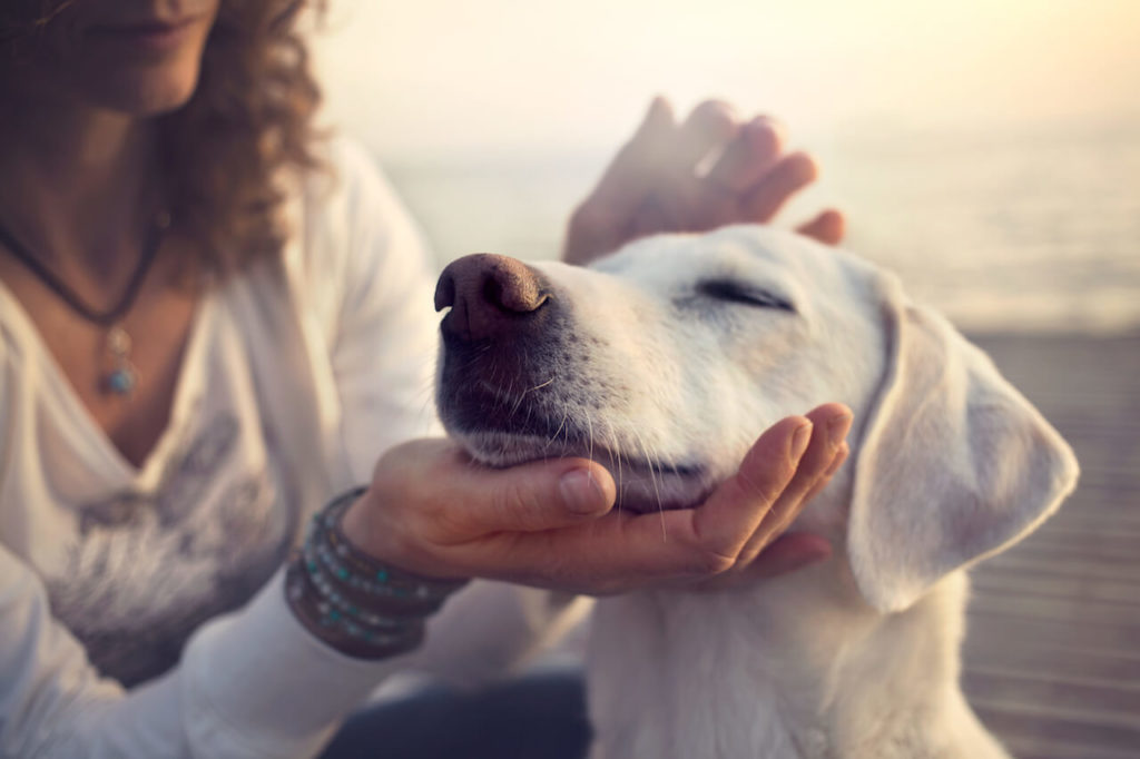 Die Hundehaftpflich warum ist sie sinnvoll?