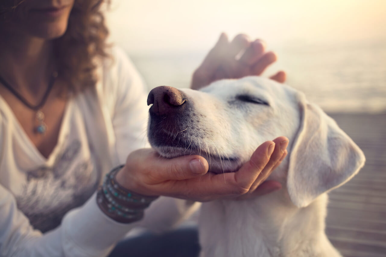 Die Hundehaftpflich warum ist sie sinnvoll?