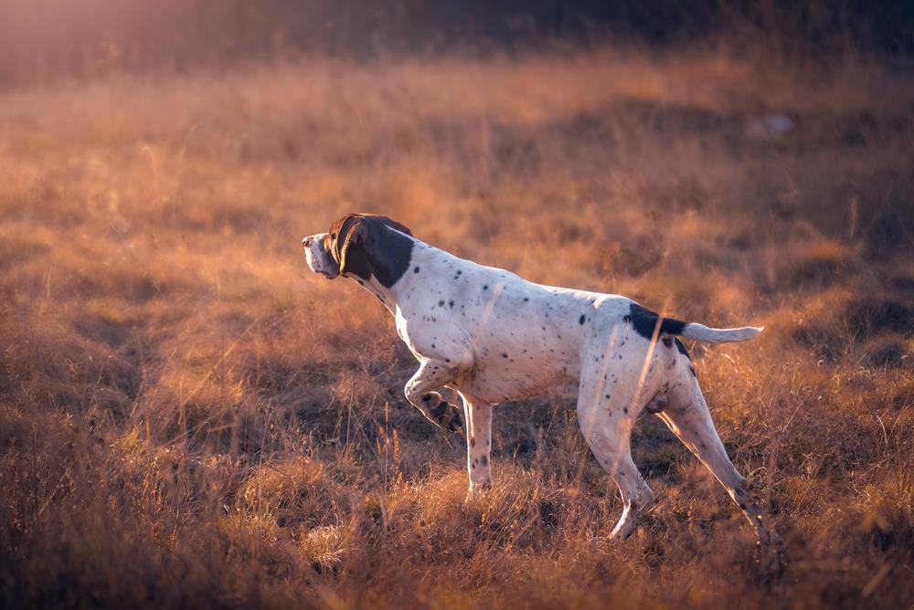 Hundeportrait Pointer ⋆ Haustiertipps