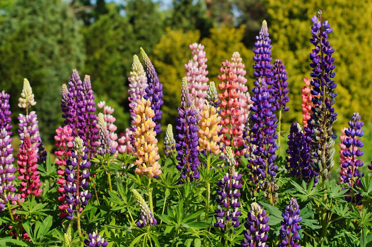 Lupine pflegen So geht's So geht's richtig Haus