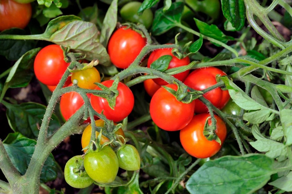 How to Use Calcium Nitrate for Tomato Plants Haute Life Hub