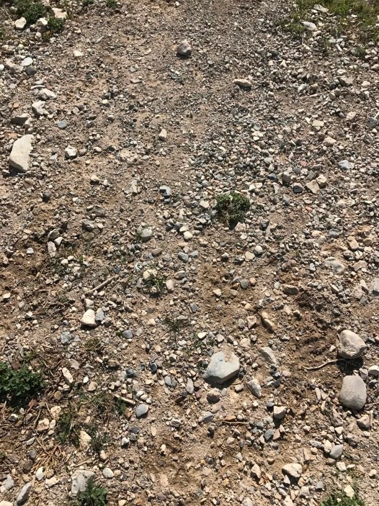 How to Garden in Rocky Soil Haute Life Hub