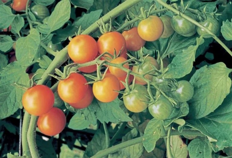 How to Use Calcium Nitrate for Tomato Plants Haute Life Hub
