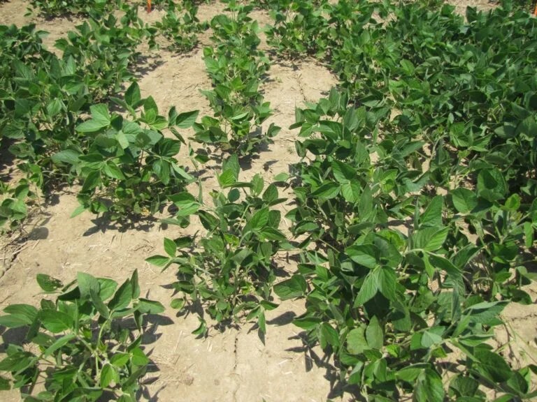 How to Calculate Fertilizer Application Haute Life Hub