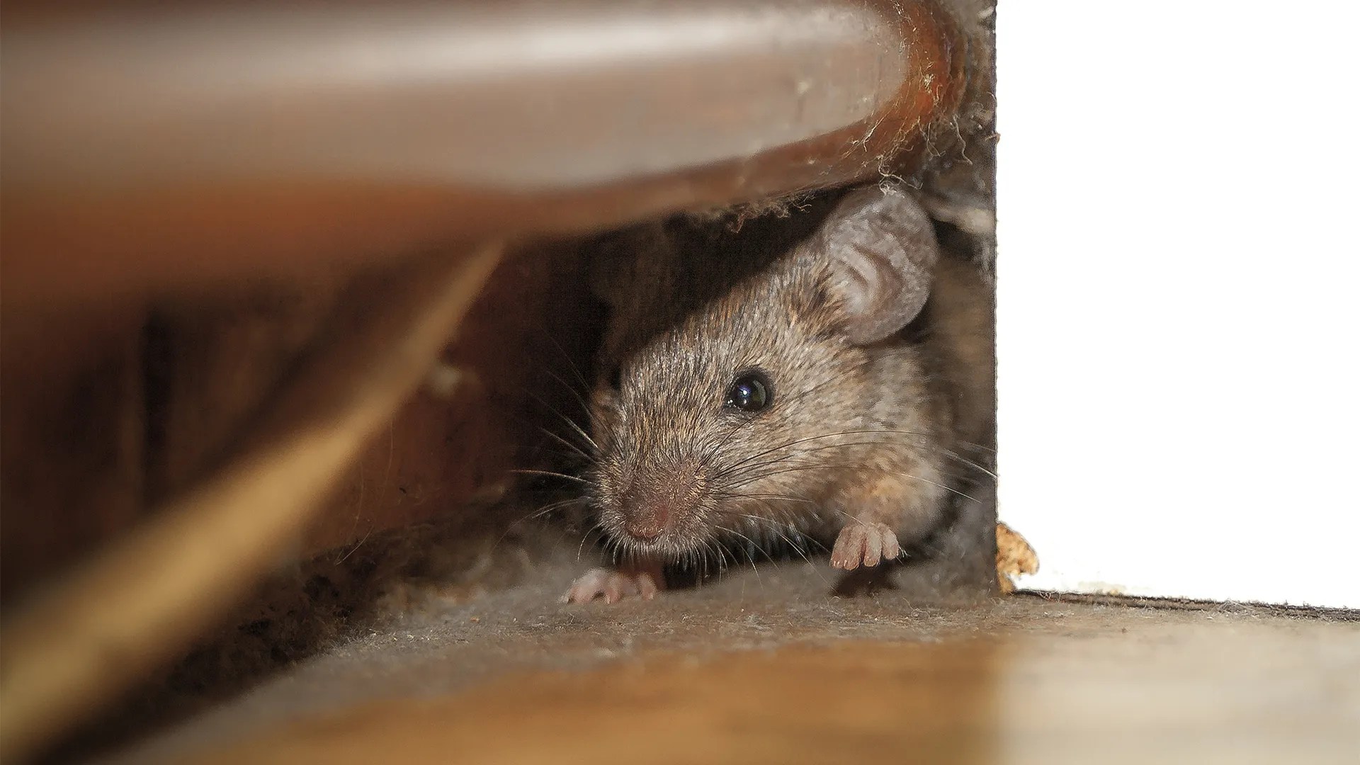 Can Mice Climb Walls Dear Adam Smith