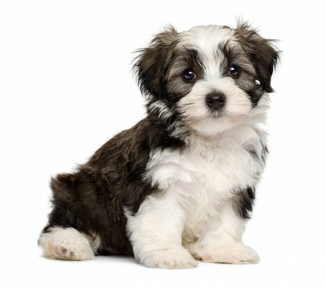 Havanese Color Guide for 2021