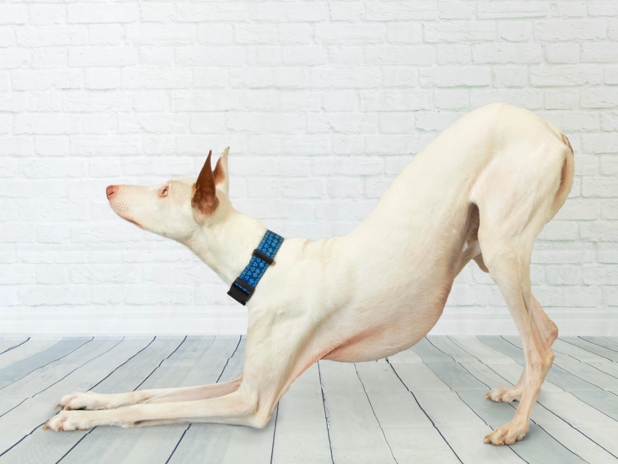 Effektive CoolDown Routine für deinen Sporthund