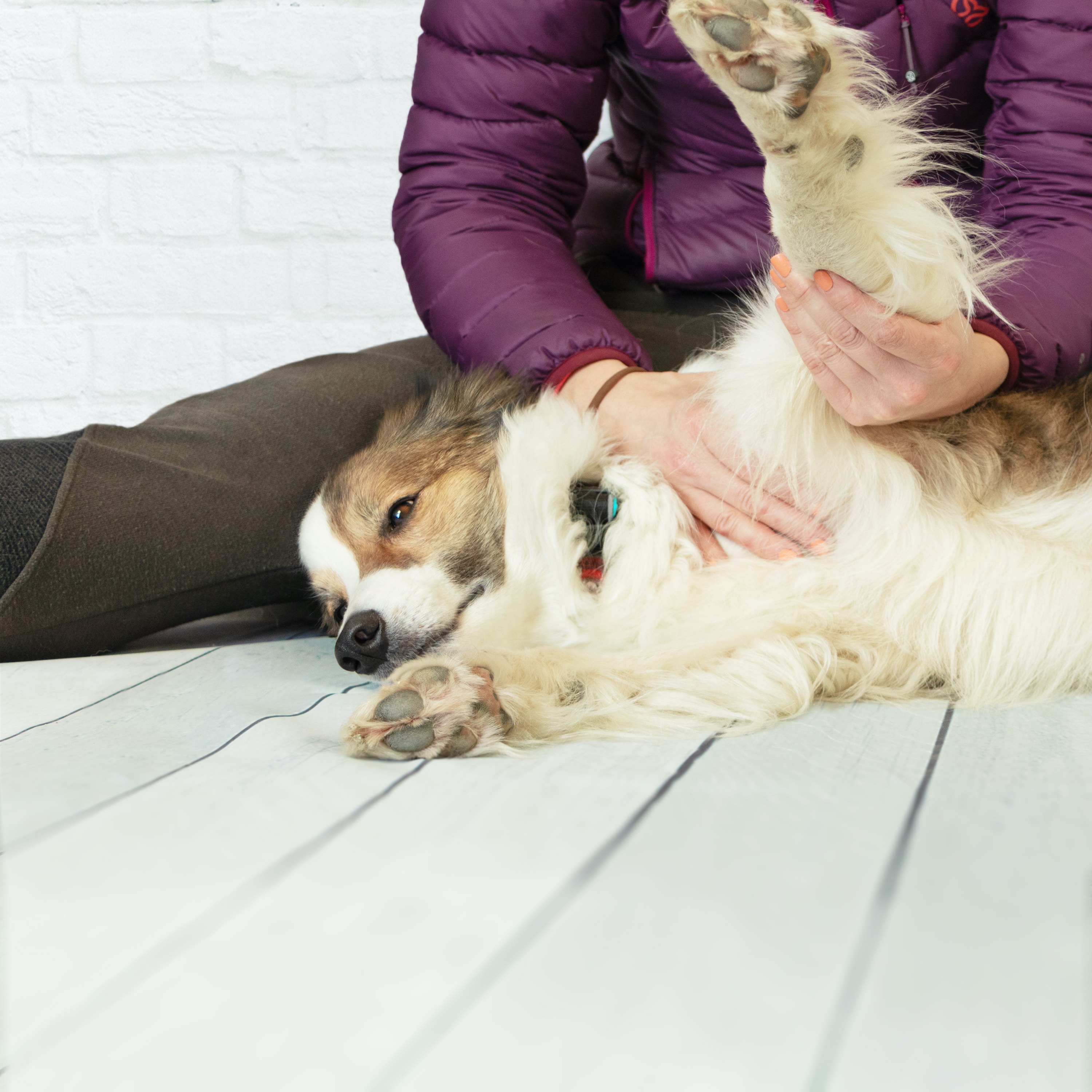 How Does A Dog Cool Off