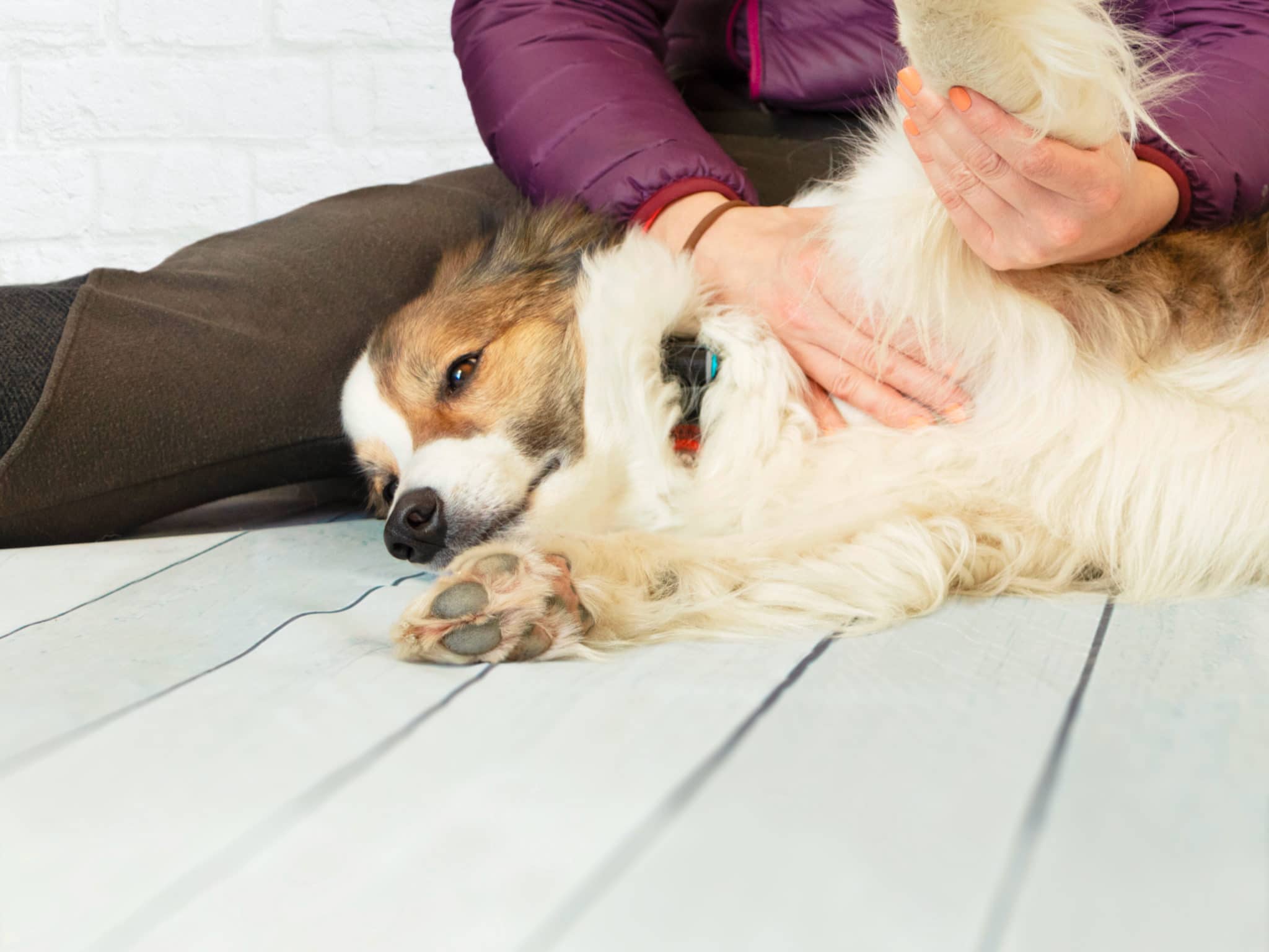 How Do Dogs Cool Down