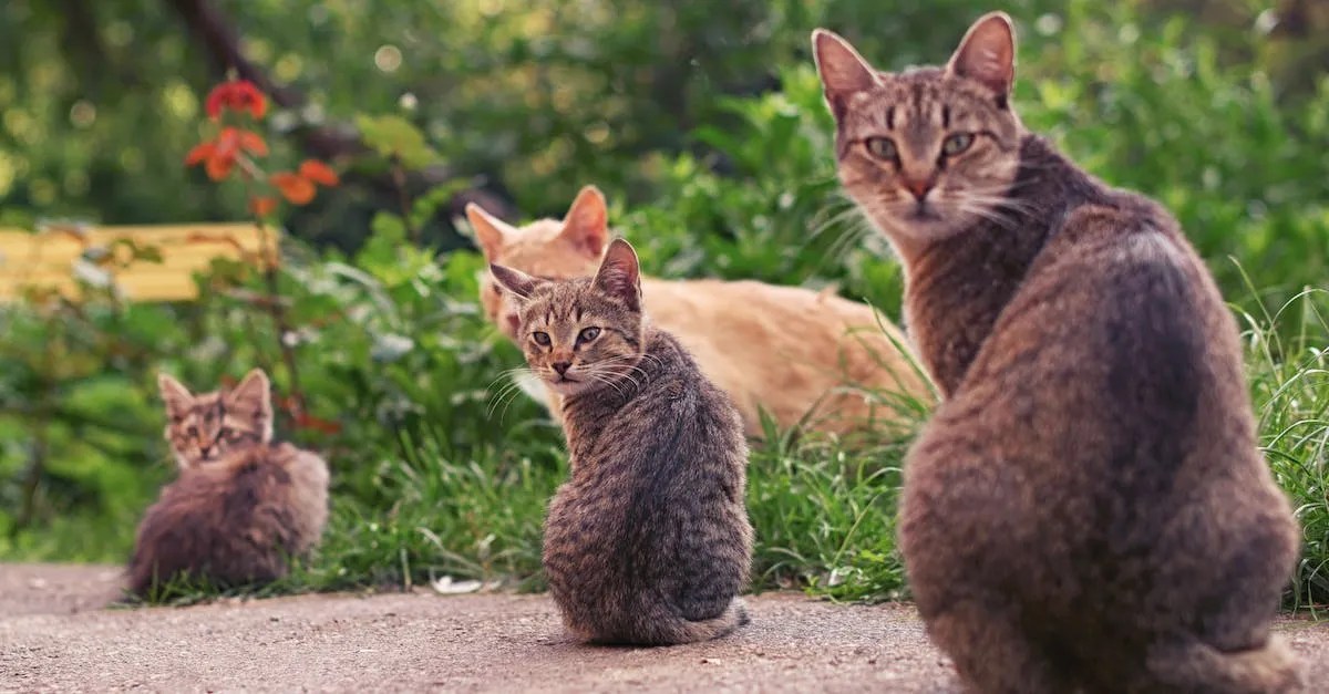 Why Are There So Many Cats In Hawaii? Hawaii Star