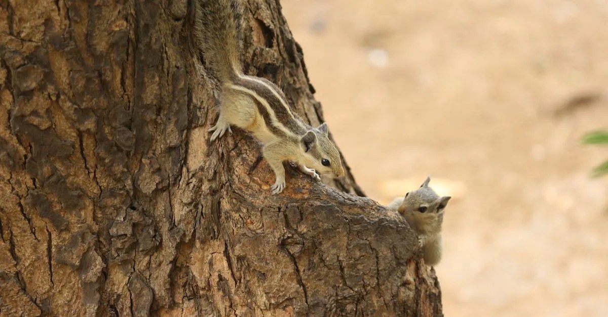 Rodents In Hawaii A Complete Guide Hawaii Star