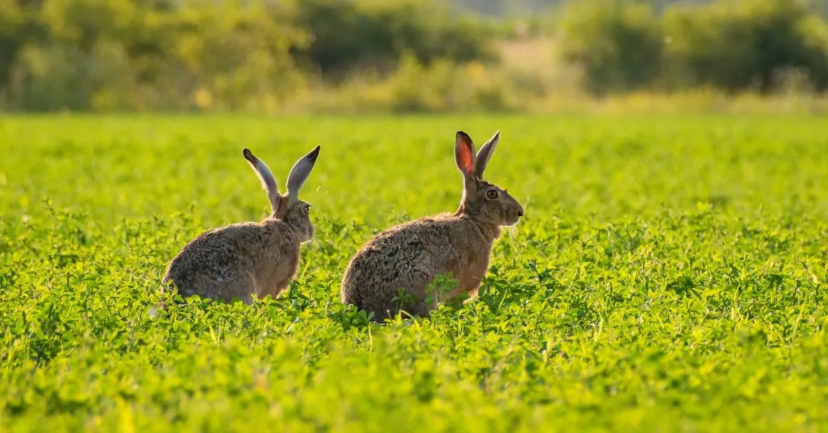 Are There Rabbits In Hawaii? A Detailed Look Hawaii Star